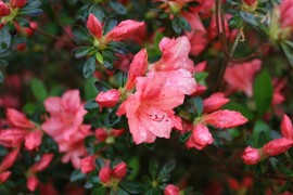 wet azalea flowers