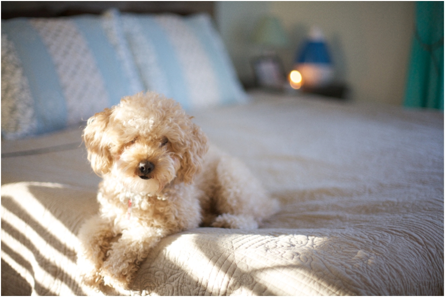 best pet photography, raleigh nc