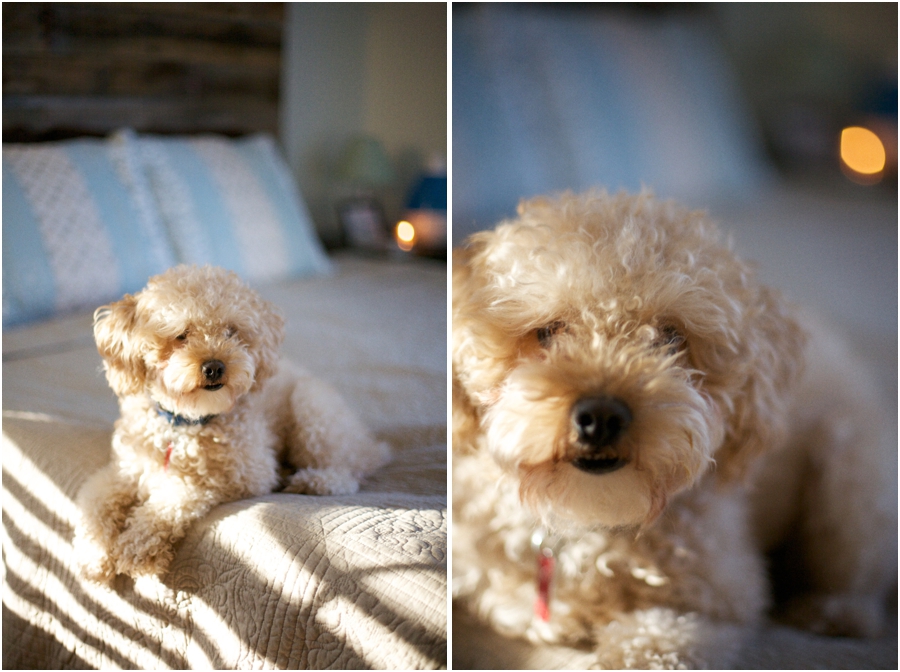cute pet photography, raleigh nc lifestyle photographers