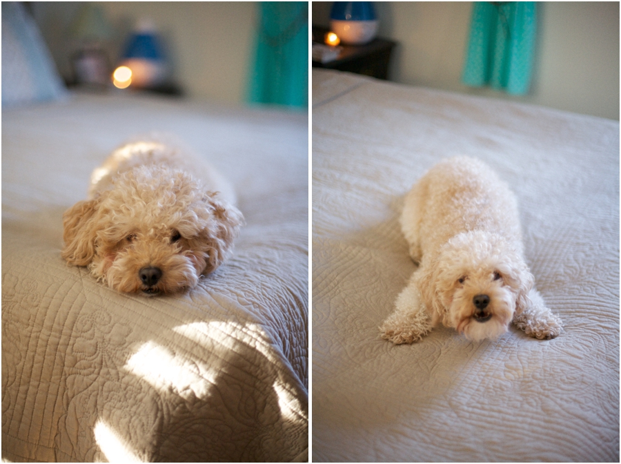 best pet photographers, raleigh nc