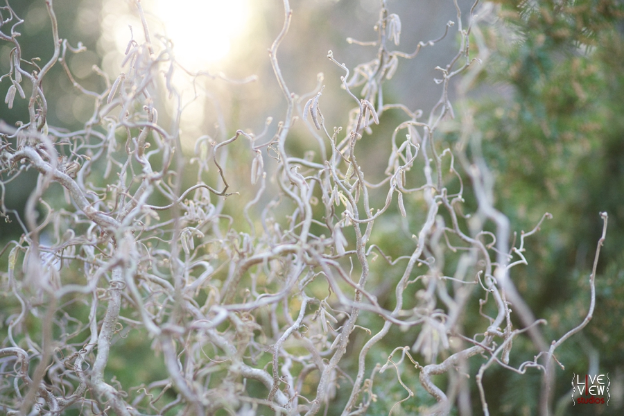 duke gardens photography