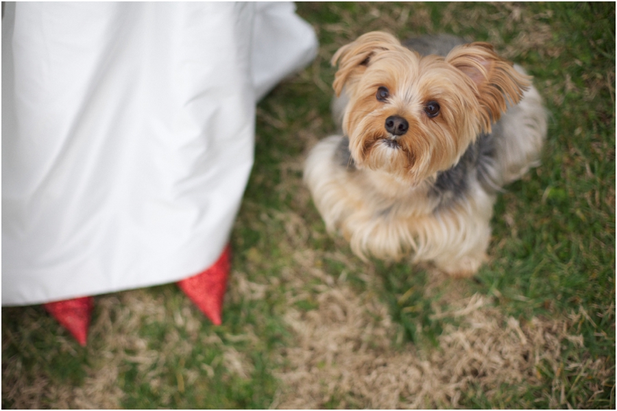 wizard of oz inspired wedding photography, little dog next to bride wearing red sequined toms 