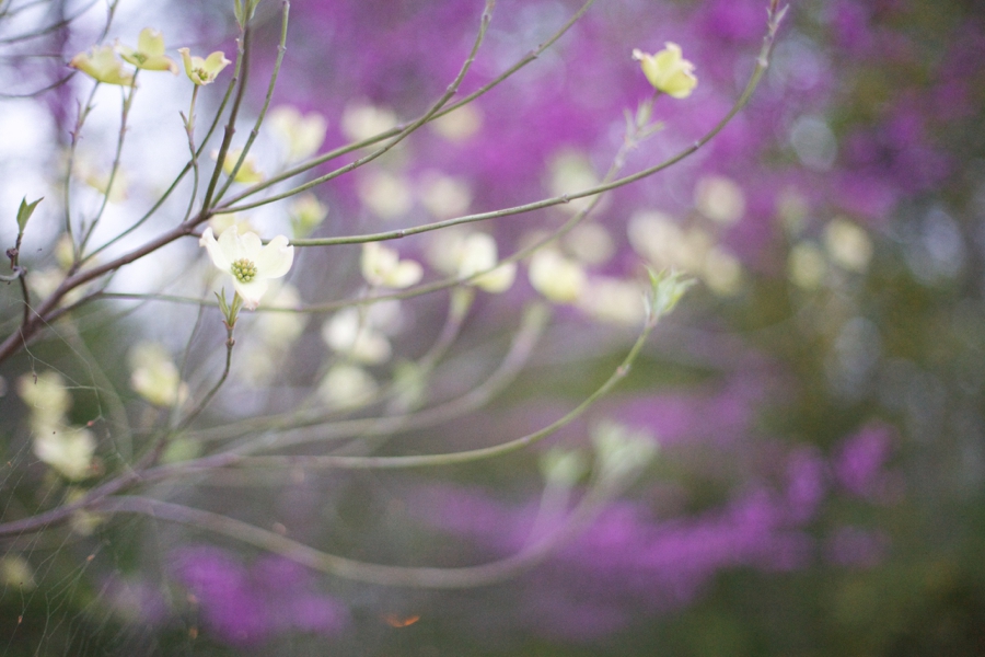 dogwood in bloom, spring photography 