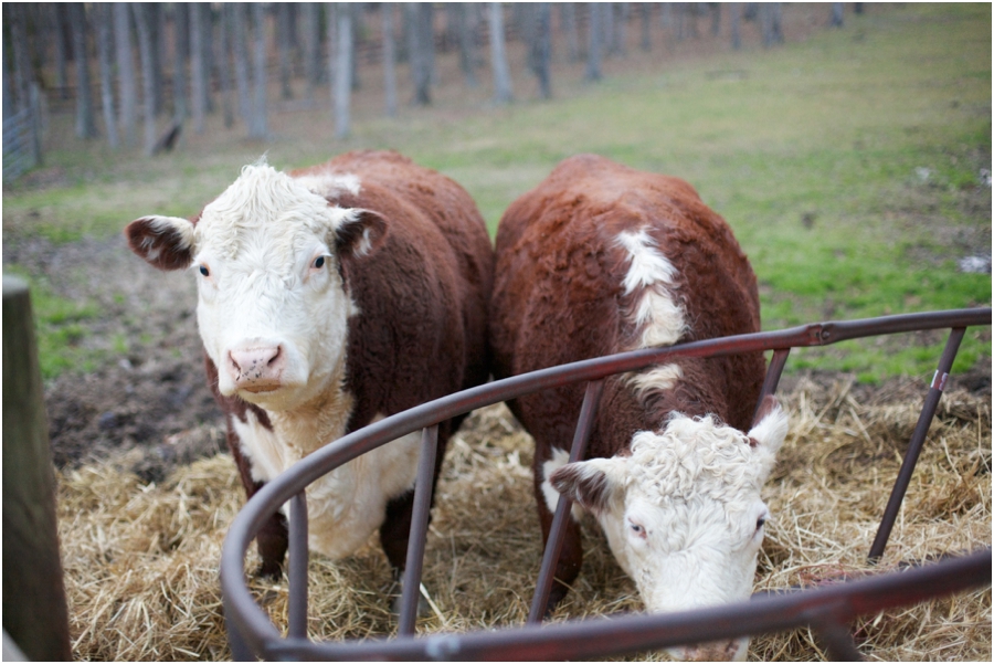 cows at cloer vineyard, raleigh nc engagement photographers