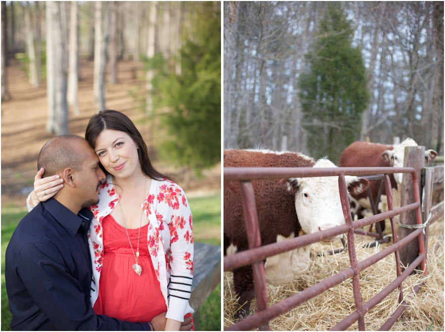 vineyard engagement photography, cows at cloer vineyard
