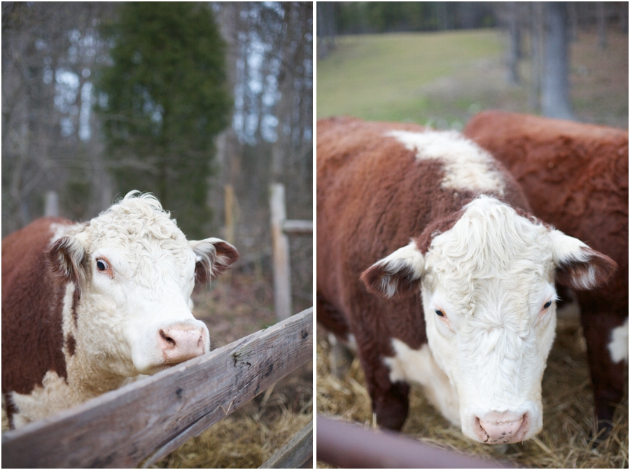 cows at cloer vineyard, raleigh nc engagement photographers
