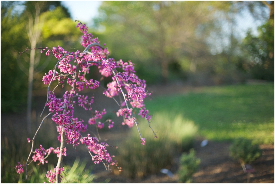beautiful spring photography