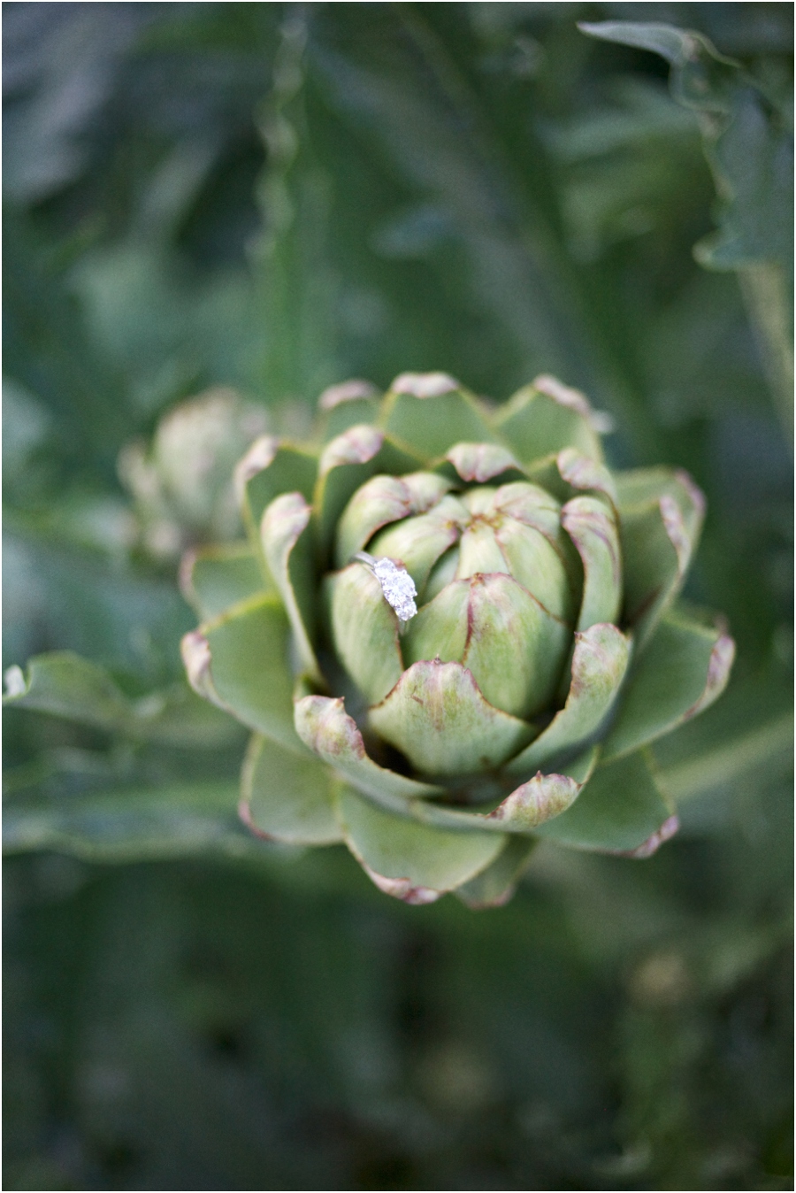 unique ring shot photos, engagement ring on artichoke plant, southern engagement photography