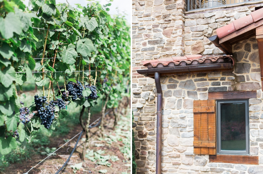 chianti grapes, raffaldini vineyard wedding photographer
