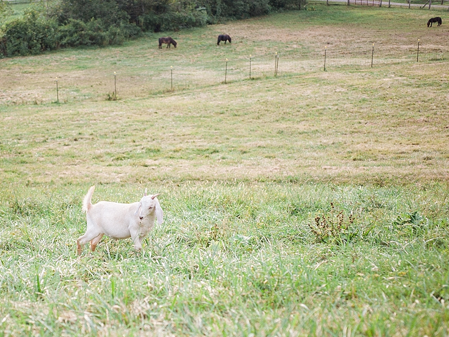 Claxton Farm Fine Art Film Wedding Photography_0050